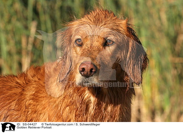 Golden Retriever Portrait / Golden Retriever Portrait / SS-04427