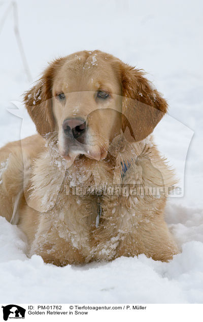 Golden Retriever im Schnee / Golden Retriever in Snow / PM-01762