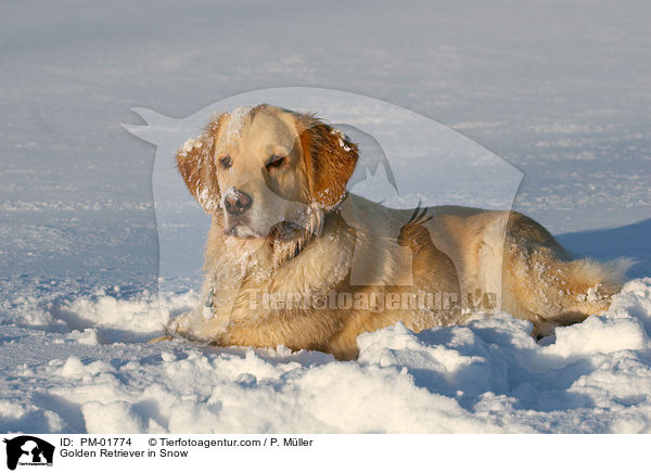 Golden Retriever im Schnee / Golden Retriever in Snow / PM-01774