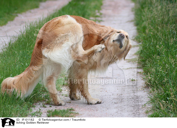 sich juckender Golden Retriever / itching Golden Retriever / IF-01182