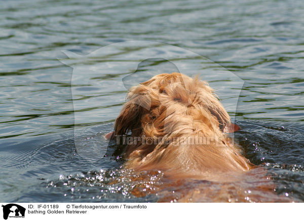 badender Golden Retriever / bathing Golden Retriever / IF-01189