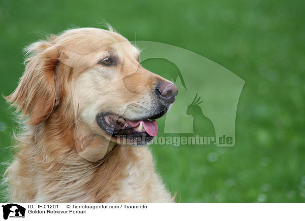 Golden Retriever Portrait / Golden Retriever Portrait / IF-01201