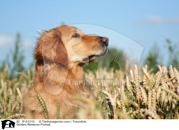 Golden Retriever Portrait / Golden Retriever Portrait / IF-01210