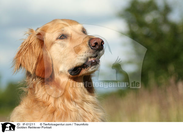 Golden Retriever Portrait / Golden Retriever Portrait / IF-01211