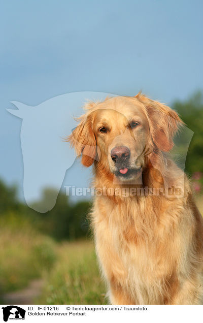 Golden Retriever Portrait / Golden Retriever Portrait / IF-01216