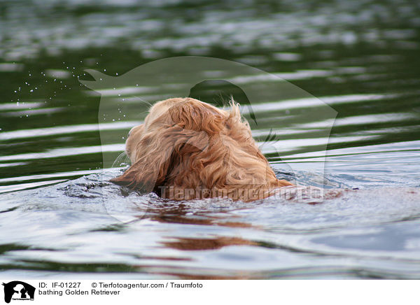 badender Golden Retriever / bathing Golden Retriever / IF-01227