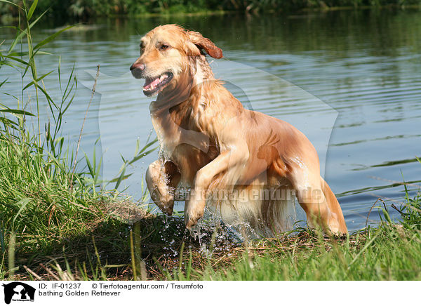 badender Golden Retriever / bathing Golden Retriever / IF-01237