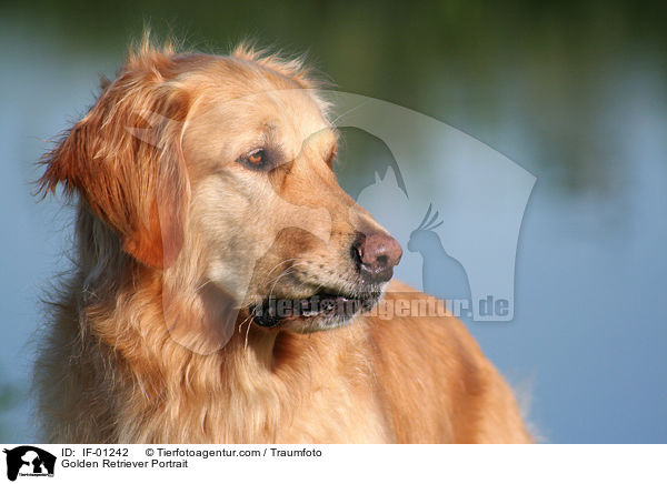 Golden Retriever Portrait / Golden Retriever Portrait / IF-01242