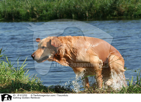 badender Golden Retriever / bathing Golden Retriever / IF-01252