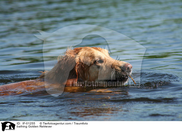 badender Golden Retriever / bathing Golden Retriever / IF-01255