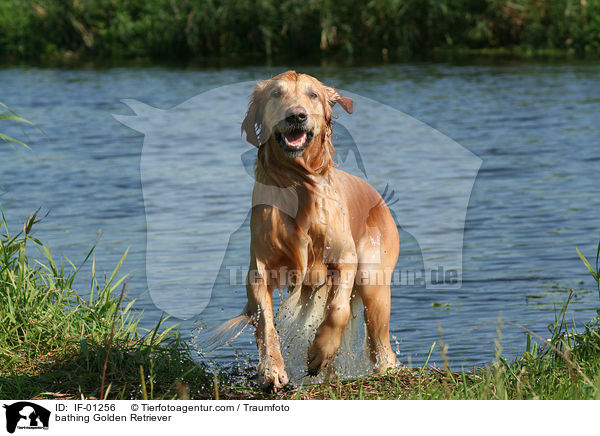 badender Golden Retriever / bathing Golden Retriever / IF-01256