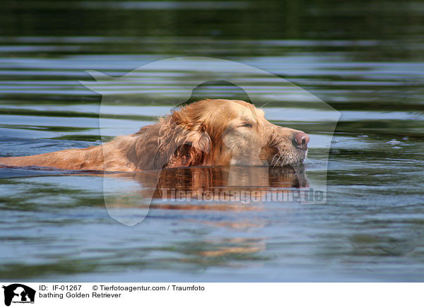 badender Golden Retriever / bathing Golden Retriever / IF-01267