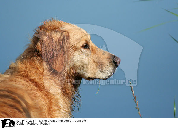 Golden Retriever Portrait / Golden Retriever Portrait / IF-01268