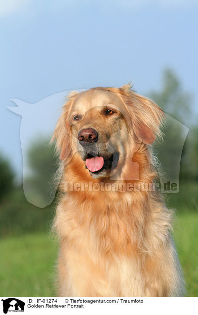 Golden Retriever Portrait / Golden Retriever Portrait / IF-01274