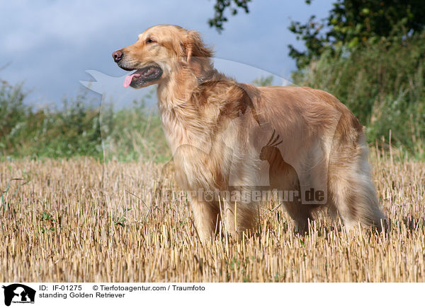 stehender Golden Retriever / standing Golden Retriever / IF-01275