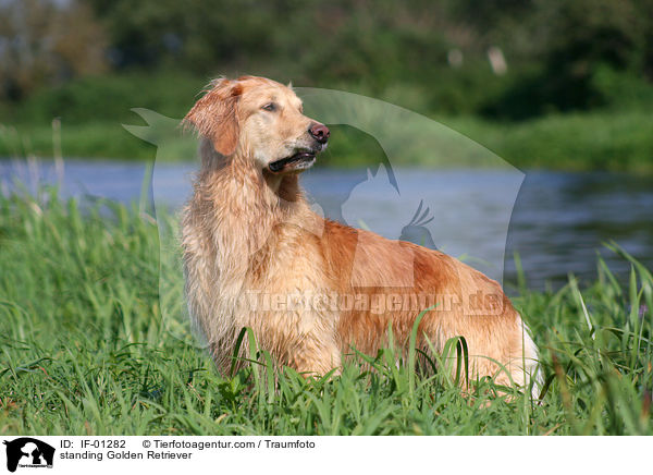 stehender Golden Retriever / standing Golden Retriever / IF-01282