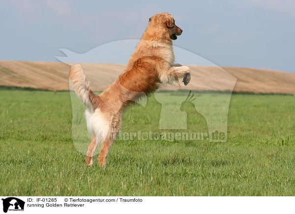 rennender Golden Retriever / running Golden Retriever / IF-01285