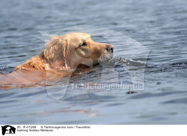 badender Golden Retriever / bathing Golden Retriever / IF-01288