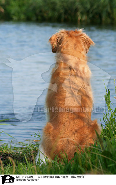 Golden Retriever / Golden Retriever / IF-01295