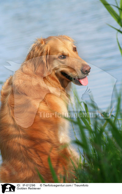 Golden Retriever / Golden Retriever / IF-01296