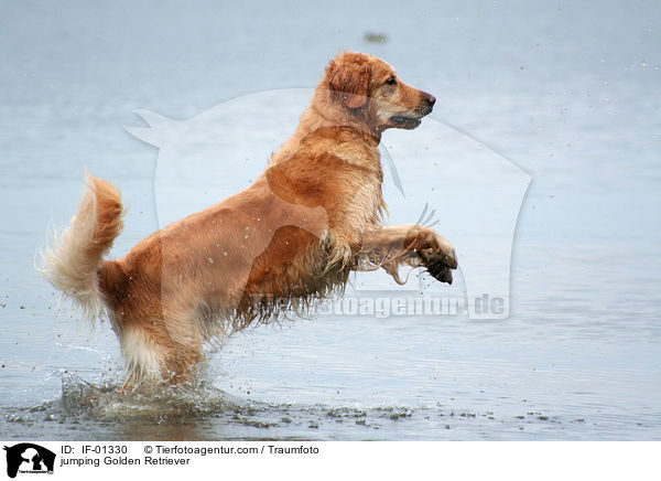 springender Golden Retriever / jumping Golden Retriever / IF-01330