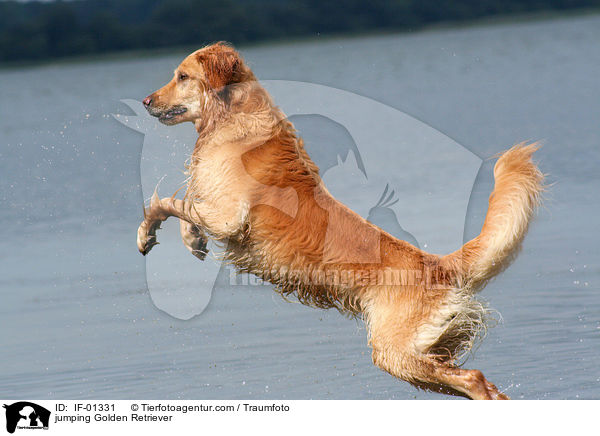 springender Golden Retriever / jumping Golden Retriever / IF-01331