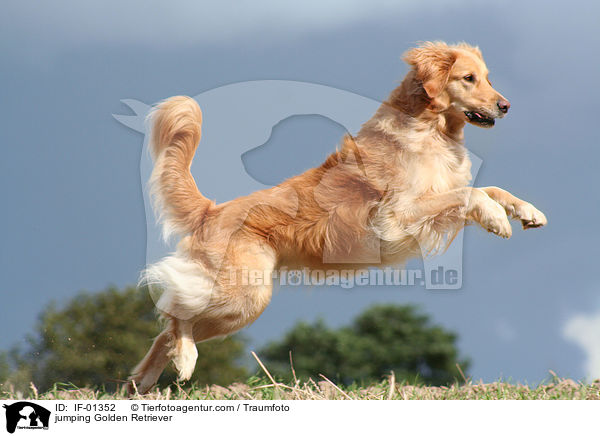springender Golden Retriever / jumping Golden Retriever / IF-01352