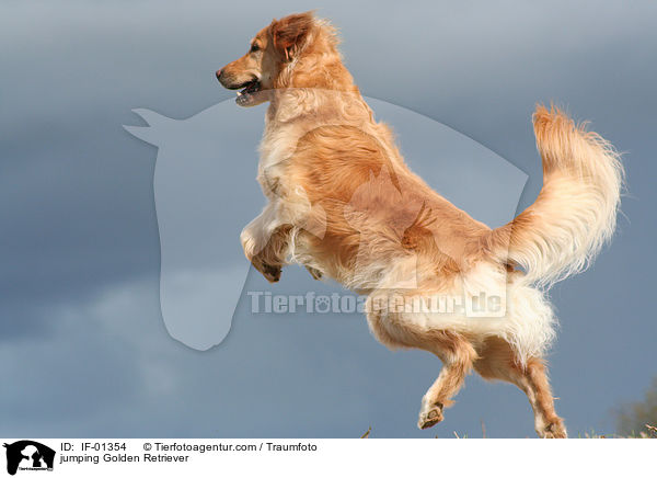 springender Golden Retriever / jumping Golden Retriever / IF-01354