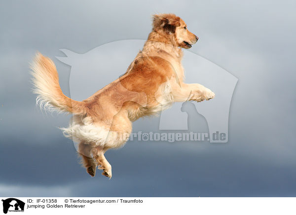springender Golden Retriever / jumping Golden Retriever / IF-01358