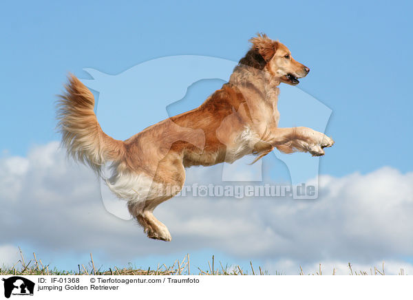 springender Golden Retriever / jumping Golden Retriever / IF-01368