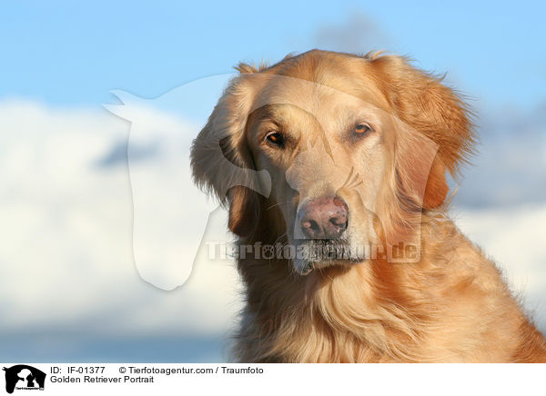 Golden Retriever Portrait / Golden Retriever Portrait / IF-01377