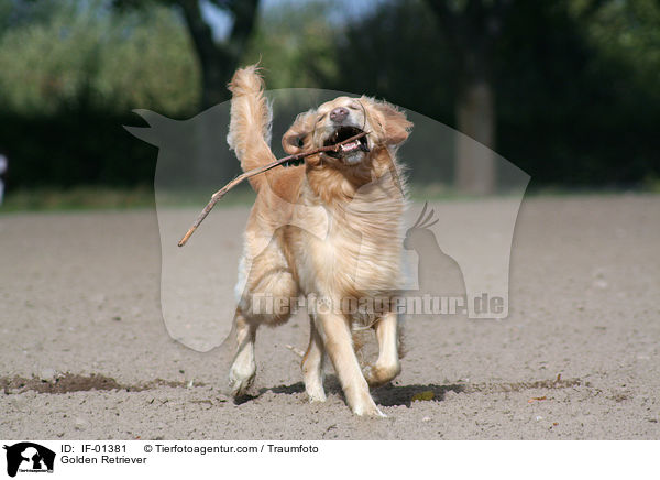 Golden Retriever / Golden Retriever / IF-01381