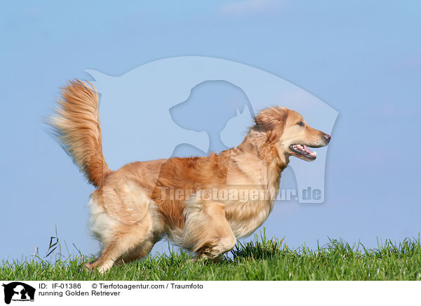 rennender Golden Retriever / running Golden Retriever / IF-01386