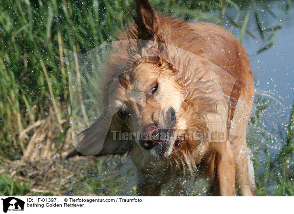 badender Golden Retriever / bathing Golden Retriever / IF-01397