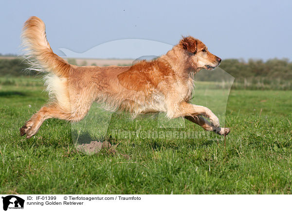 rennender Golden Retriever / running Golden Retriever / IF-01399