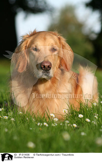 Golden Retriever / Golden Retriever / IF-01406