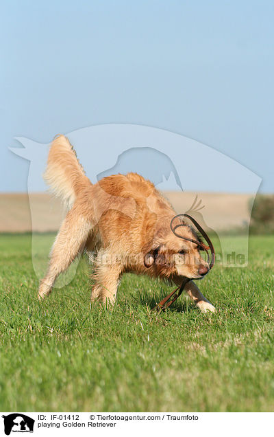 Golden Retriever spielt mit Hundeleine / playing Golden Retriever / IF-01412