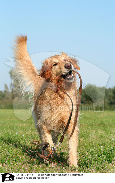 Golden Retriever spielt mit Hundeleine / playing Golden Retriever / IF-01415