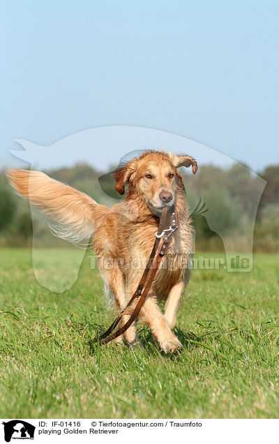 Golden Retriever spielt mit Hundeleine / playing Golden Retriever / IF-01416