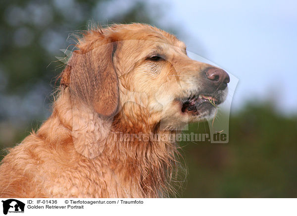 Golden Retriever Portrait / Golden Retriever Portrait / IF-01436