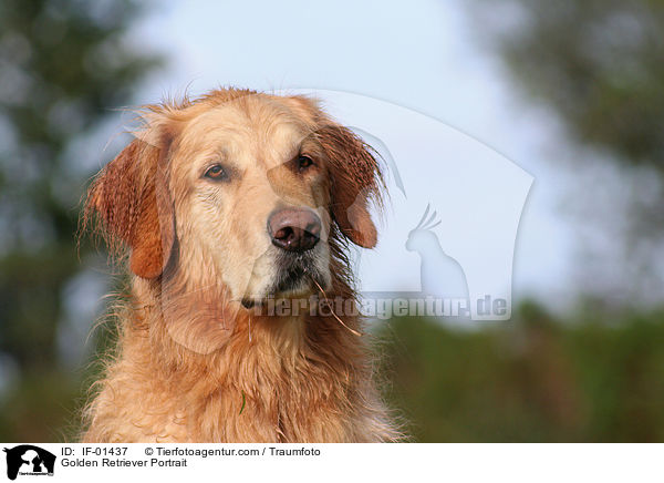 Golden Retriever Portrait / Golden Retriever Portrait / IF-01437