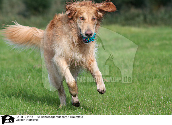 Golden Retriever / Golden Retriever / IF-01445