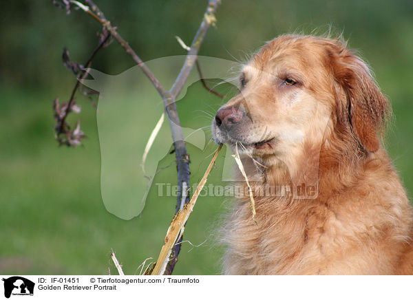 Golden Retriever Portrait / Golden Retriever Portrait / IF-01451