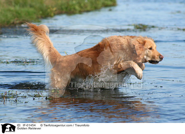 Golden Retriever / Golden Retriever / IF-01454