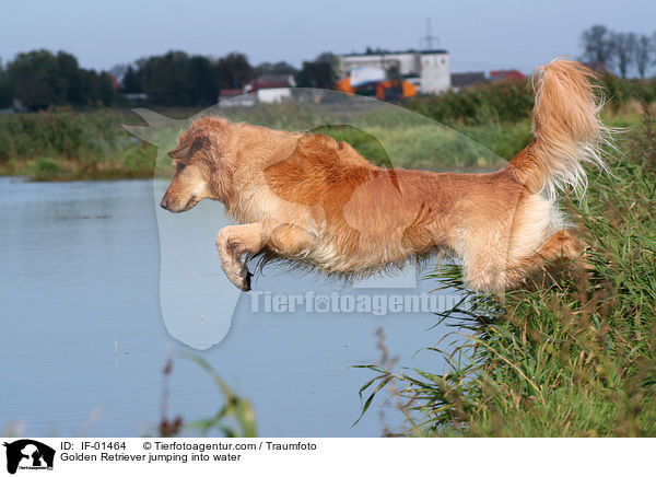 Golden Retriever springt ins Wasser / Golden Retriever jumping into water / IF-01464
