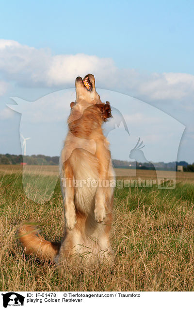 spielender Golden Retriever / playing Golden Retriever / IF-01478