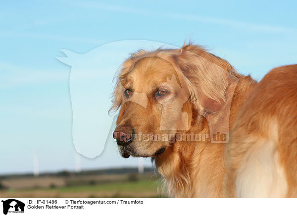Golden Retriever Portrait / Golden Retriever Portrait / IF-01486