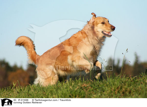 rennender Golden Retriever / running Golden Retriever / IF-01488