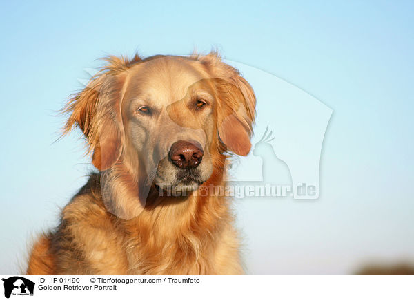 Golden Retriever Portrait / Golden Retriever Portrait / IF-01490