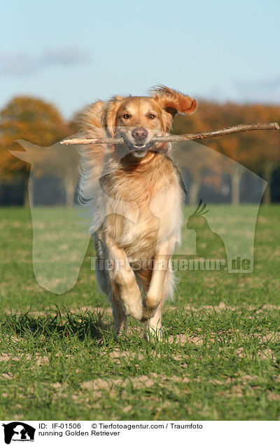 rennender Golden Retriever / running Golden Retriever / IF-01506